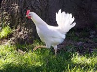 a24a2-huhn