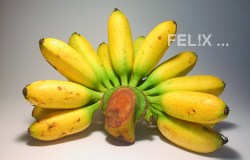 c464c-bananen_gluay_khai
