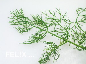 4f931-dill