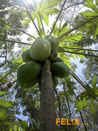 3f4b4-papayabaum