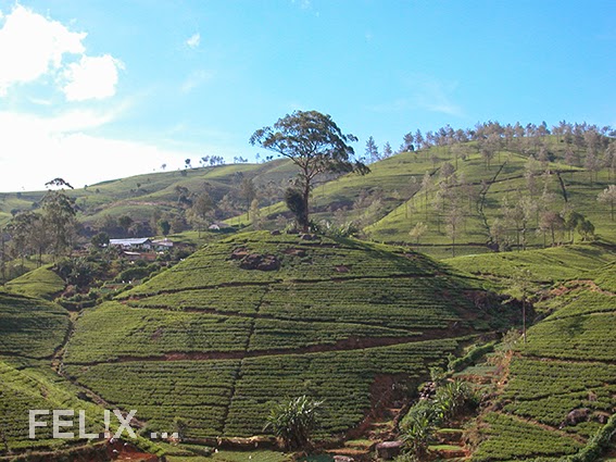 2b62f-srilanka_tee