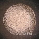 070e1-kokosmilch_einkochen