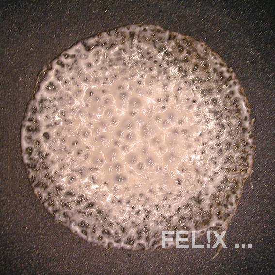 070e1-kokosmilch_einkochen