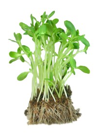 2a98a-sproutssoilfrei