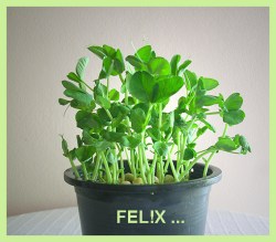 580ec-erbsensprossentopf