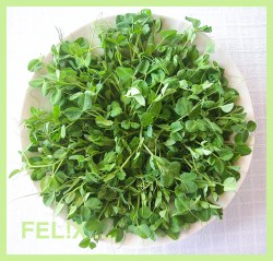 d1d4a-erbsensprossen