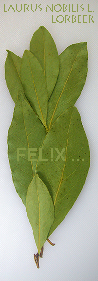 478af-laurus_nobilis