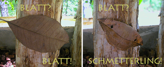 8eec7-blatt_oder_schmetterling