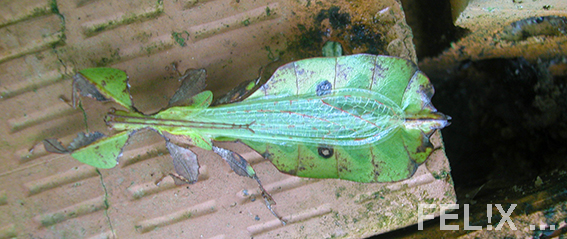 b9616-phyllium_bilobatum