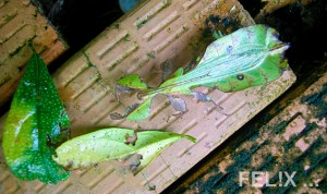 d1440-phyllium_bilobatum_blatt