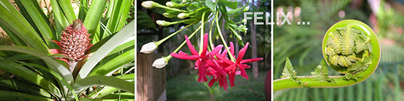 08c9a-ananas_blueten_farn