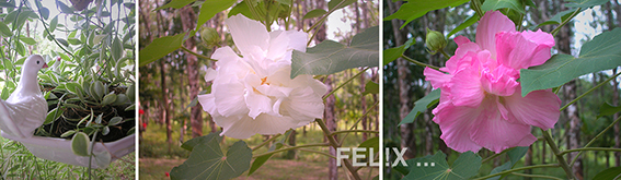 b0db7-taube_hibiscus_mutabilis