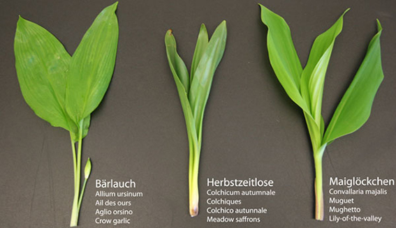fc4f2-baerlauch-erkennen