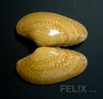 f015b-teppichmuschel