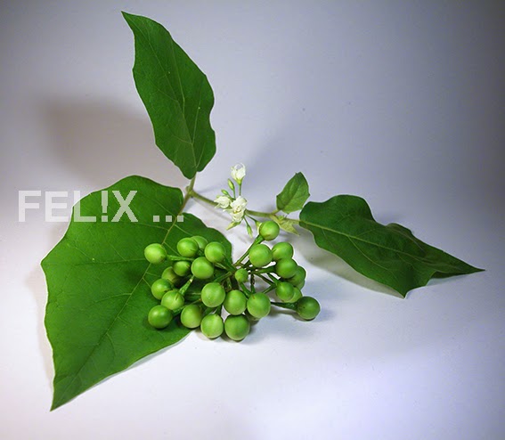 689f8-auberginen_erbsengross