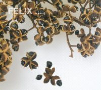 ffc63-sichuanpfeffer