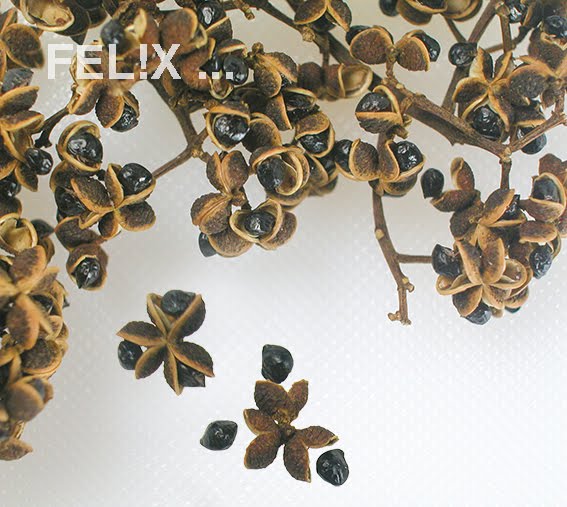 ffc63-sichuanpfeffer