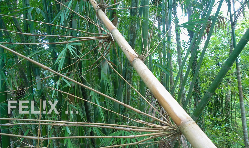 1_Bambus
