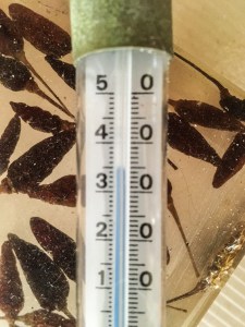 Thermometer_35_Grad
