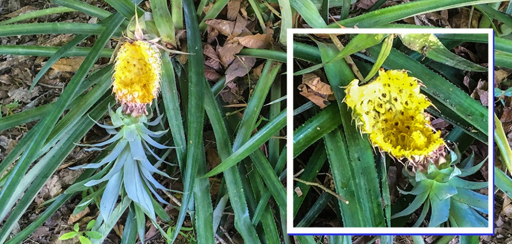 Ananas_ausgefressen_Kombi