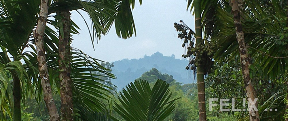 Feuer_Borneo_Sumatra