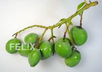 Mango_klein_mamuwang_bao