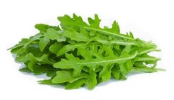 Rucola