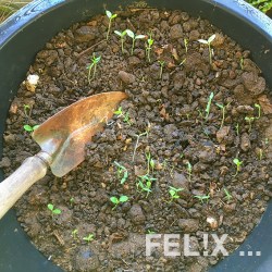 Kompost-Keimlinge