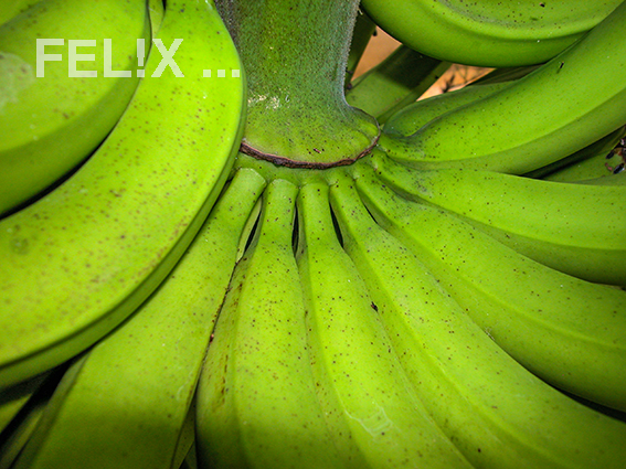 Bananen_gruen