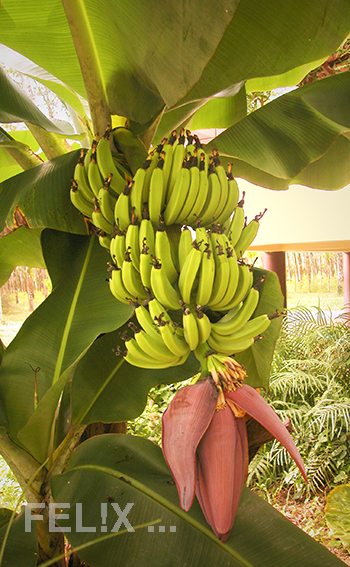 Bananen_mit_Bluete