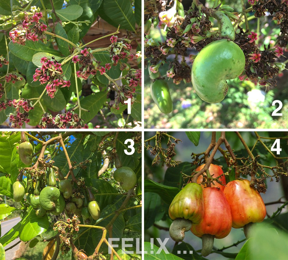 Cashew_Blueten_Frucht_4