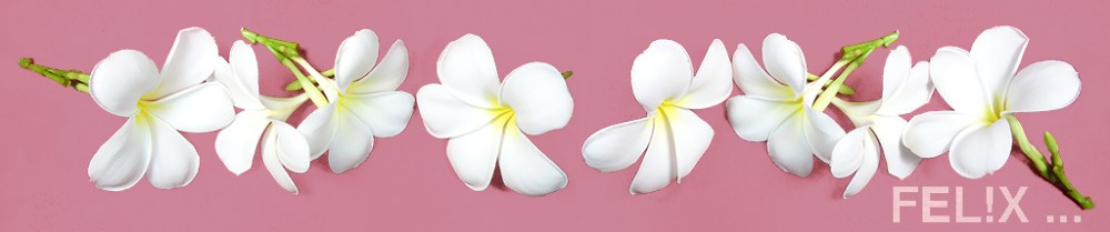 Frangipani_Parade_Pink