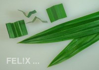 Pandanus_Blaetter_567