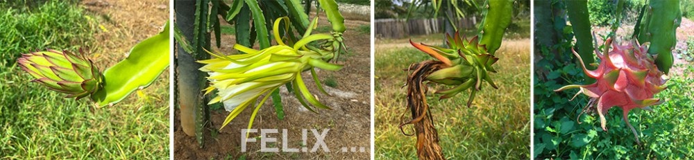 Pitahaya_Ansatz_Frucht