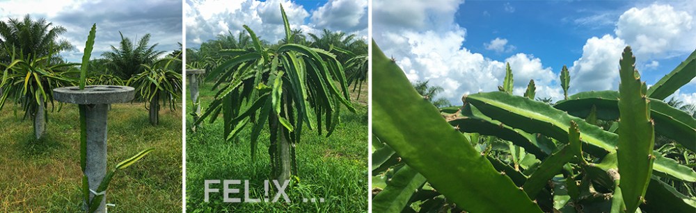 Pitahaya_Aufbau_Triebe