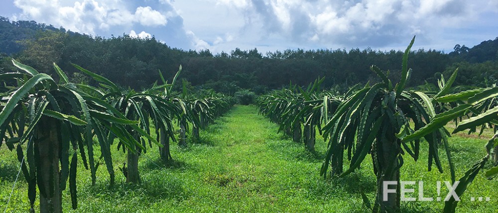 Pitahaya_Plantage