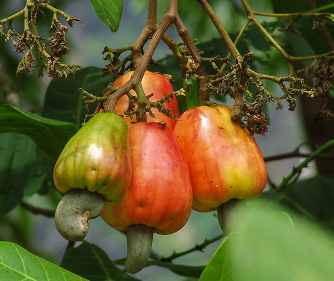 Cashew_4_ganze_Frucht